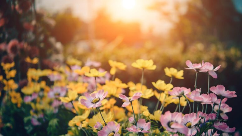 Bürgersprechstunde in Brühl: OB Horn lädt zur Diskussion über Grünflächen und Zollhallenplatz Bürgersprechstunde in Brühl: OB Horn lädt zur Diskussion über Grünflächen und Zollhallenplatz