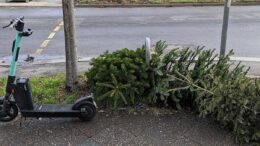 Freiburg sammelt Weihnachtsbäume vom 12. bis 23. Januar ein