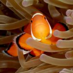 Mundenhof zeigt 20 junge Clownfische aus eigener Nachzucht