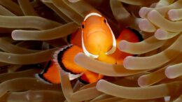 Mundenhof zeigt 20 junge Clownfische aus eigener Nachzucht