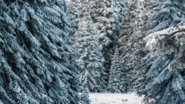 Öffentliche Abstimmung über Fördermittel im Biosphärengebiet Schwarzwald angekündigt